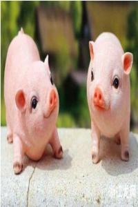 屬豬的男人性格和脾氣及愛情