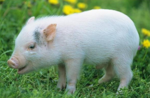 屬豬的女人性格和脾氣及愛情