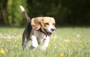 屬狗的女人性格和脾氣及愛情