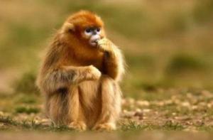 屬猴的女人性格和脾氣及愛情