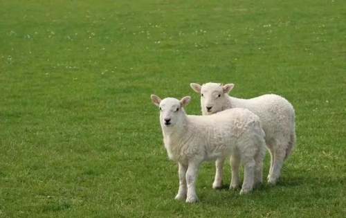 屬羊的男人性格和脾氣及愛情
