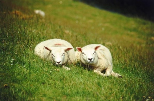 屬羊的女人性格和脾氣及愛情