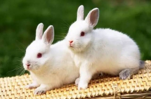 屬兔的男人性格和脾氣及愛情分析