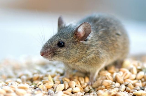 屬鼠的女人性格和脾氣及愛情關(guān)系