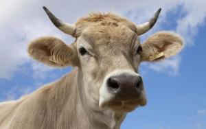 屬牛的女人性格和脾氣及愛情關(guān)系