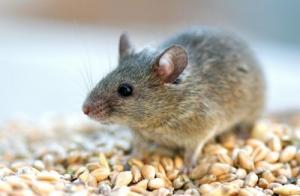 屬鼠的女人性格和脾氣及愛情關(guān)系