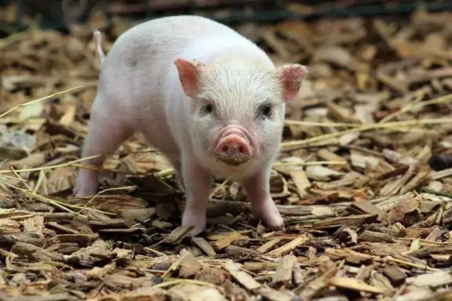 屬豬的是水命還是火命