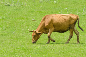屬牛的是什么命金木水火土