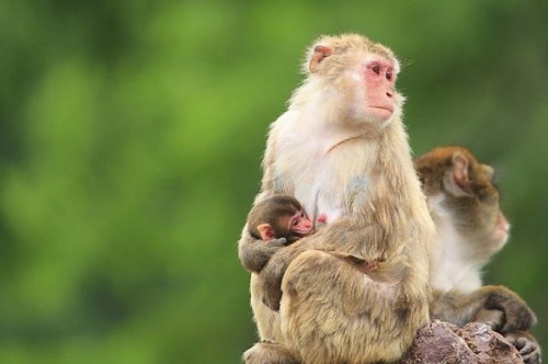 生肖猴和什么生肖最配