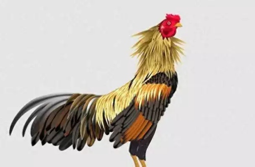 93年屬什么的生肖婚配最好