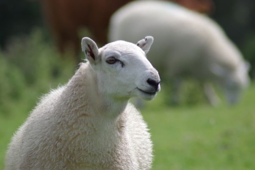 91年屬什么的生肖屬相婚配好