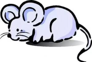 96年屬什么的生肖