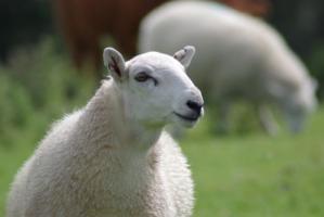 91年屬什么的生肖屬相婚配好