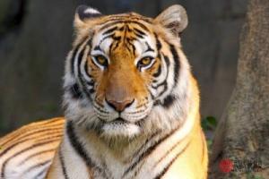 86年屬什么的生肖配對最好