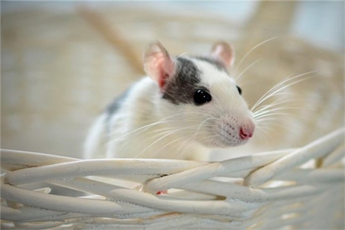 屬鼠人長期佩戴啥最好