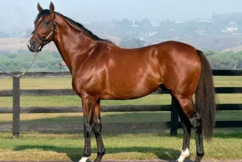 屬馬最忌三個屬相