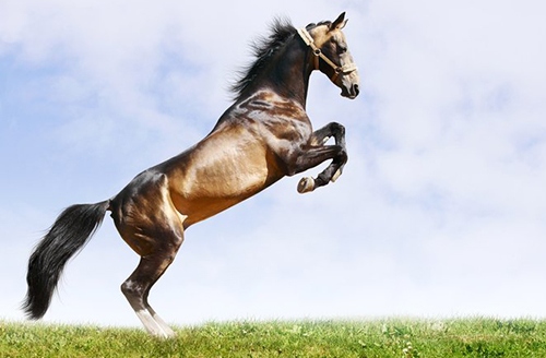 富貴馬一般生在幾月