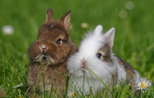 屬兔和什么屬相最合得來