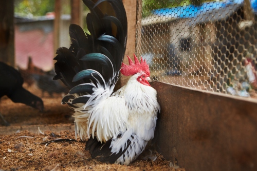 屬雞的三合和六個(gè)合生肖是什么