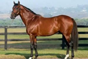 屬馬最忌三個屬相