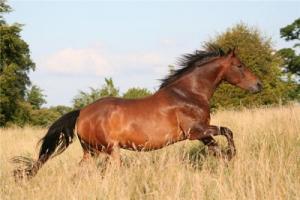 苦命馬一般生在幾月