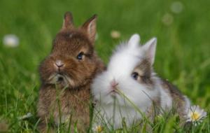 屬兔和什么屬相最合得來