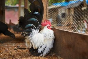 屬雞的三合和六個(gè)合生肖是什么