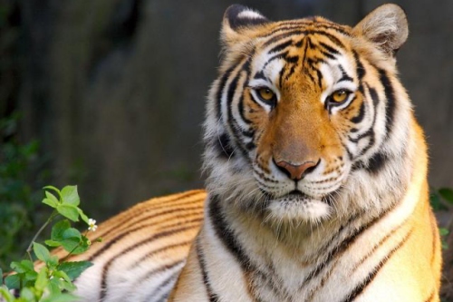 屬虎和什么屬相最配