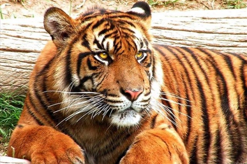 屬虎人最佳配偶3個(gè)人