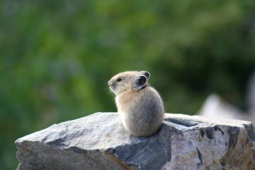 鼠和兔配嗎性格合不合
