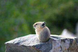 鼠和兔配嗎性格合不合