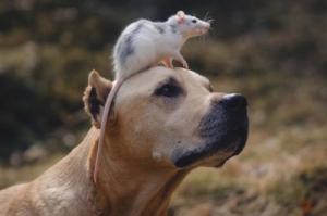 鼠和狗屬相合不合適