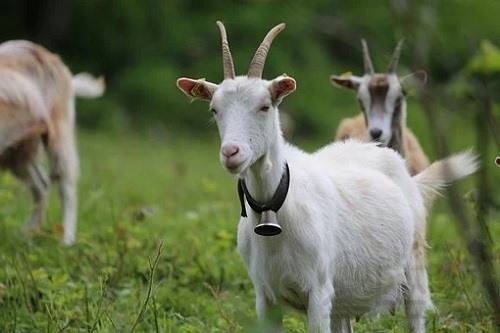 丑時(shí)出生的羊女命運(yùn)怎么樣