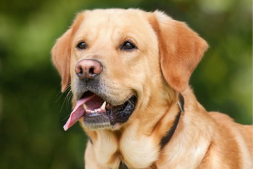 屬狗的和什么屬相最配