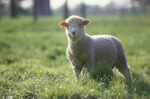 2025屬羊人的運氣和財運如何