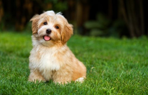 2025屬狗的運(yùn)勢(shì)和財(cái)運(yùn)怎么樣