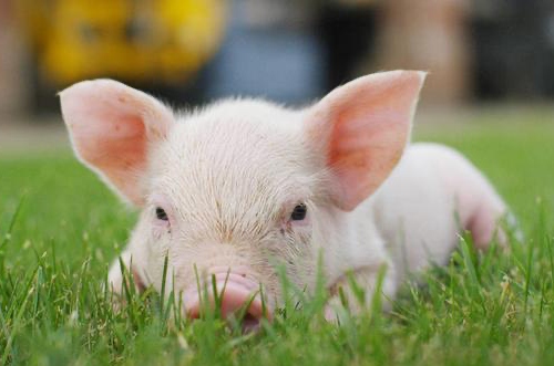 2025屬豬的運(yùn)勢(shì)和財(cái)運(yùn)怎么樣 2025屬豬的運(yùn)勢(shì)和財(cái)運(yùn)怎么樣