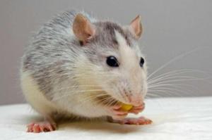 2025屬鼠人的運氣和財運