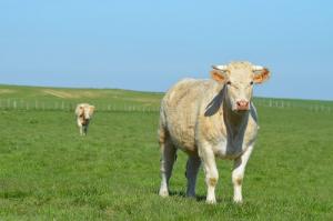 2025屬牛人的運(yùn)氣和財運(yùn)如何