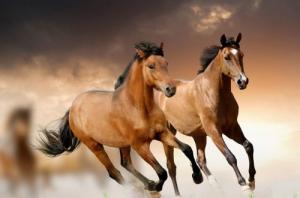 2025屬馬人的運氣和財運