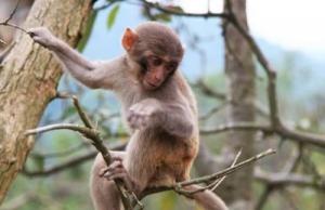 2025屬猴人的運氣和財運如何