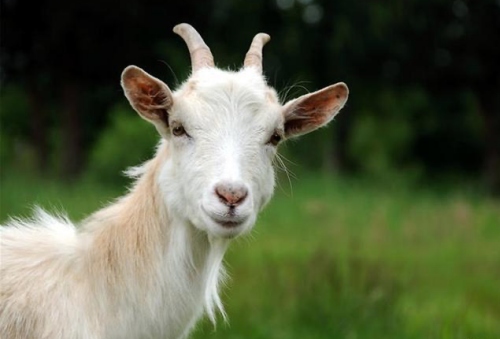 79年屬什么的生肖屬相婚配最好