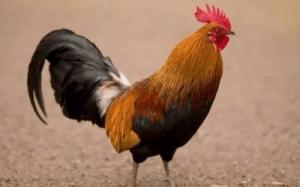 81年屬什么的生肖配對最好