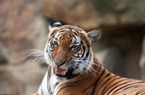 1998年屬虎的是什么命