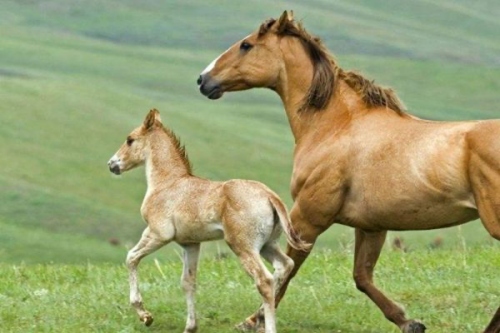 2002年屬馬的是什么命