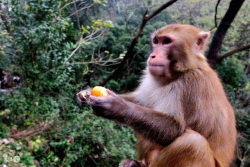 2004年屬猴的是什么命