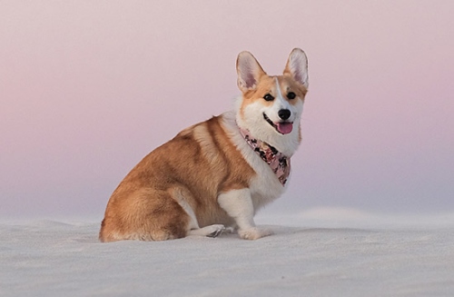 2006年屬狗的是什么命