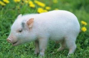 2007年屬豬是什么命