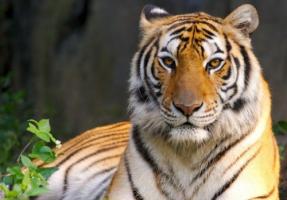 2010的虎年屬于什么命