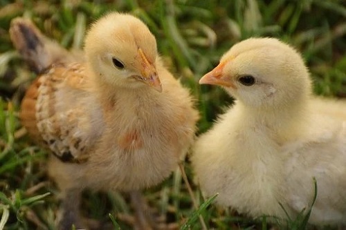 男孩屬雞哪個月出生好命